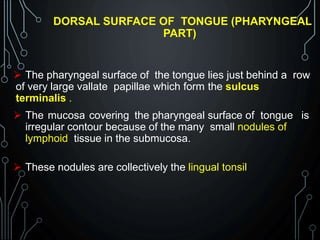 DORSAL SURFACE OF TONGUE (PHARYNGEAL
PART)
 The pharyngeal surface of the tongue lies just behind a row
of very large vallate papillae which form the sulcus
terminalis .
 The mucosa covering the pharyngeal surface of tongue is
irregular contour because of the many small nodules of
lymphoid tissue in the submucosa.
 These nodules are collectively the lingual tonsil
 