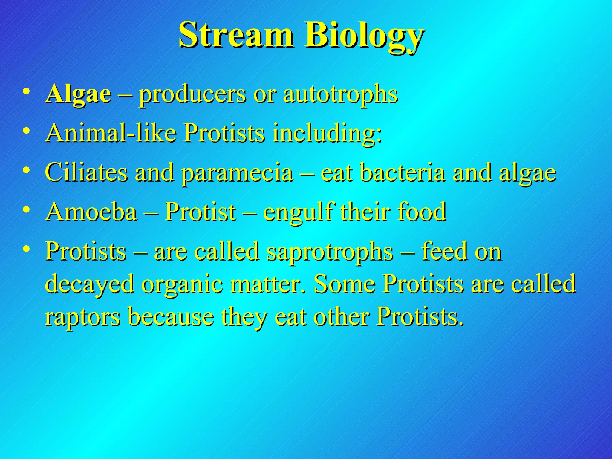 Stream Biology Algae  – producers or autotrophs Animal-like Protists including: Ciliates and paramecia – eat bacteria and algae Amoeba – Protist – engulf their food Protists – are called saprotrophs – feed on decayed organic matter. Some Protists are called raptors because they eat other Protists.  