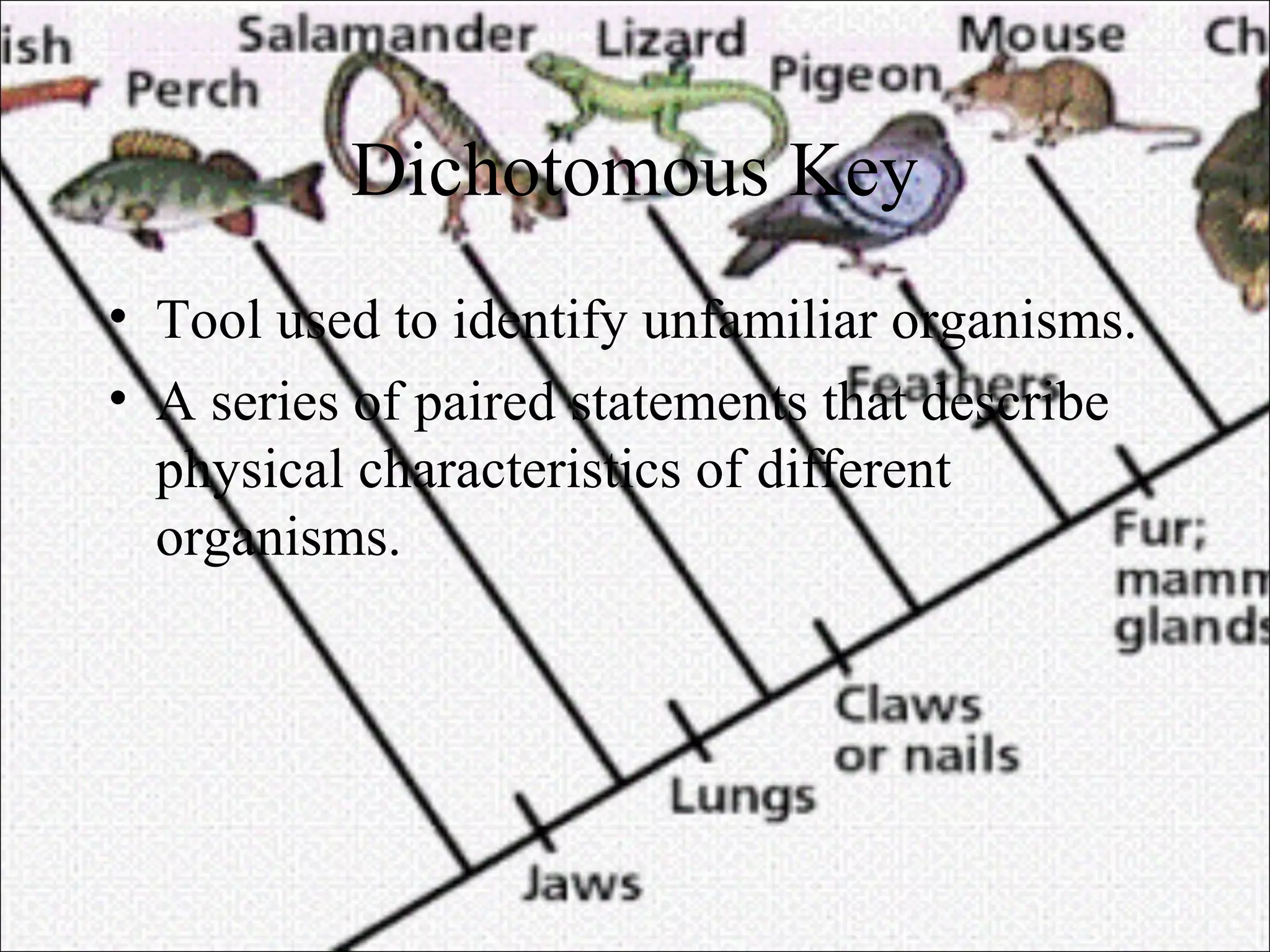 Chapter 18 - Classification | PPT