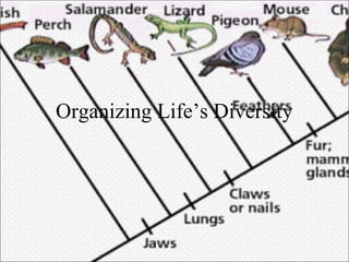 Organizing Life’s Diversity

 