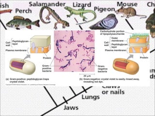 Chapter 18 - Classification | PPT