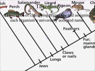 Chapter 18 - Classification | PPT
