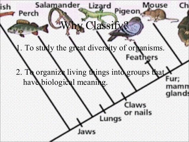 Section 18 2 Modern Evolutionary Classification Worksheet Answers