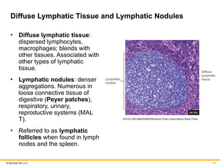 Seeley’s Anatomy and Physiology - Lymphatic system | PPTX