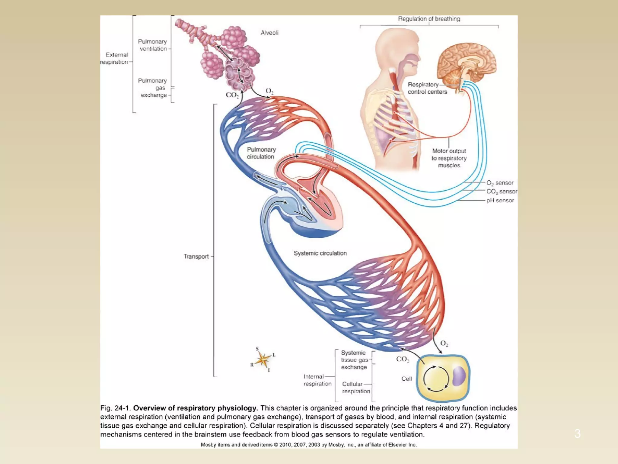 Respiratory #1, Pulmonary Ventilation - Physiology | PPT