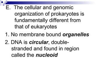 E.  The cellular and genomic organization of prokaryotes is fundamentally different from that of eukaryotes 1. No membrane bound  organelles 2. DNA is  circular , double-stranded and found in region called the  nucleoid 