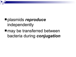 plasmids  reproduce  independently may be transferred between bacteria during  conjugation 