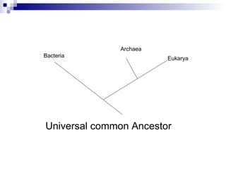 Universal common Ancestor Bacteria Archaea Eukarya 