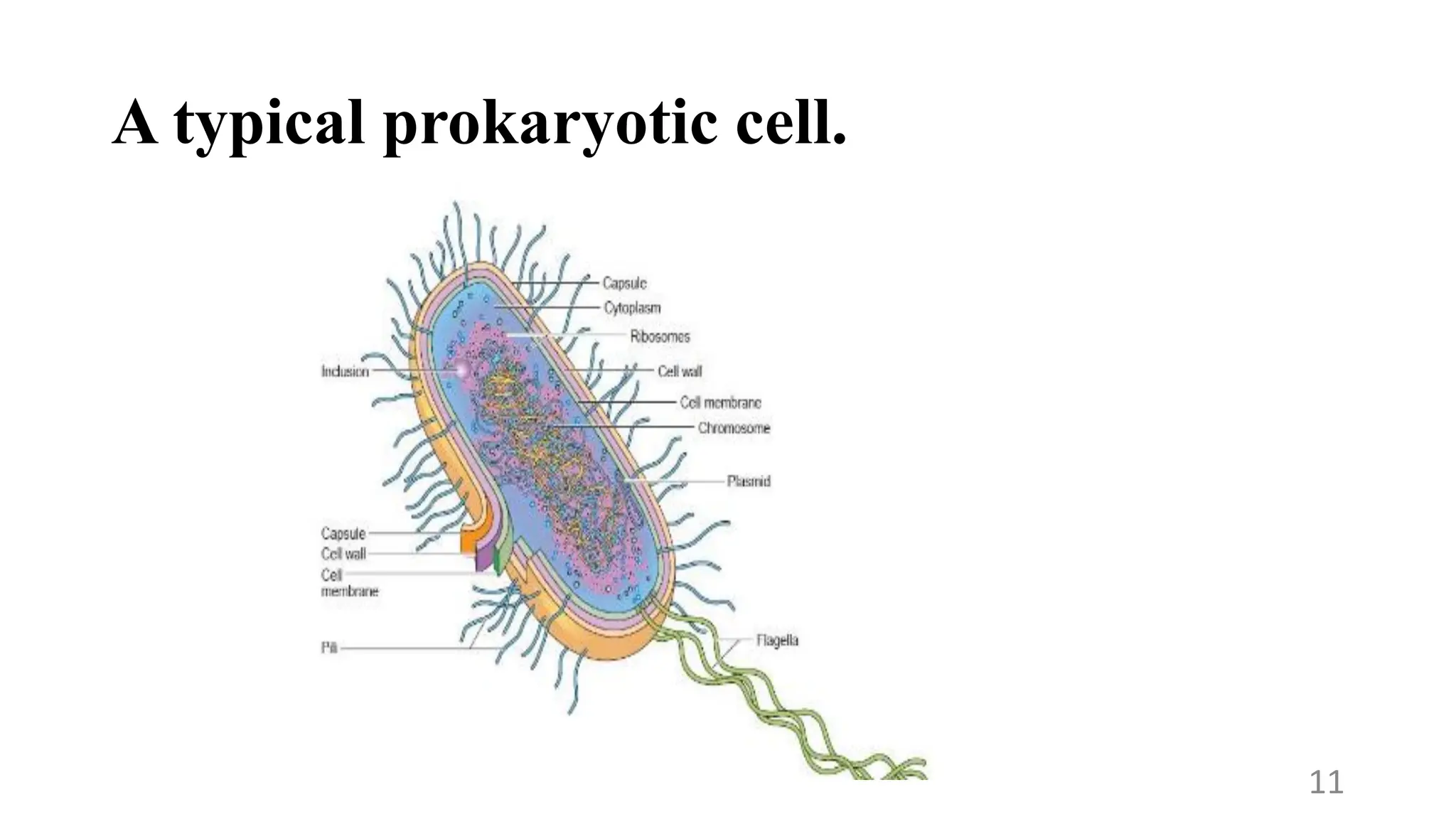 A typical prokaryotic cell.
11
 