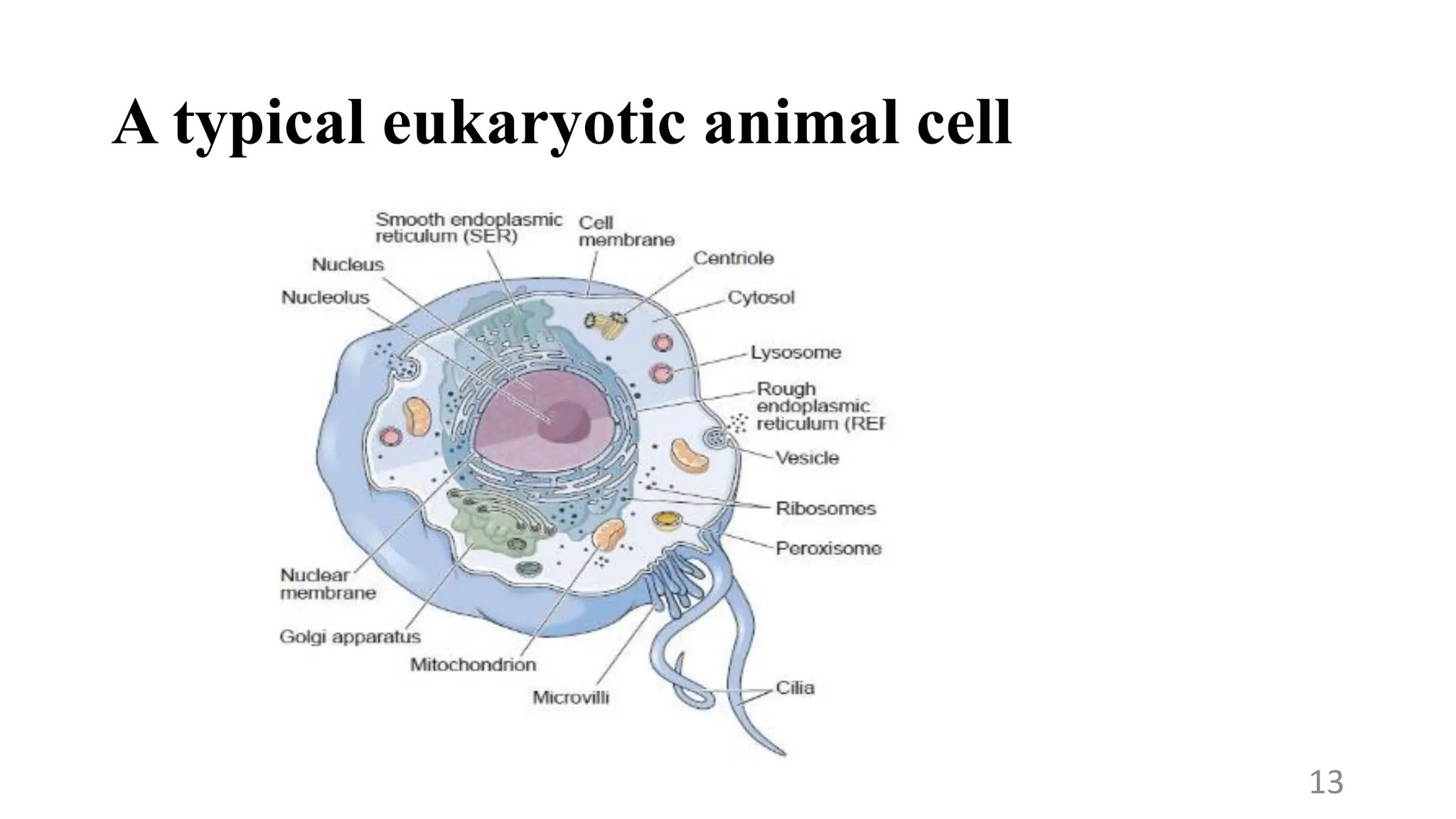 A typical eukaryotic animal cell
13
 
