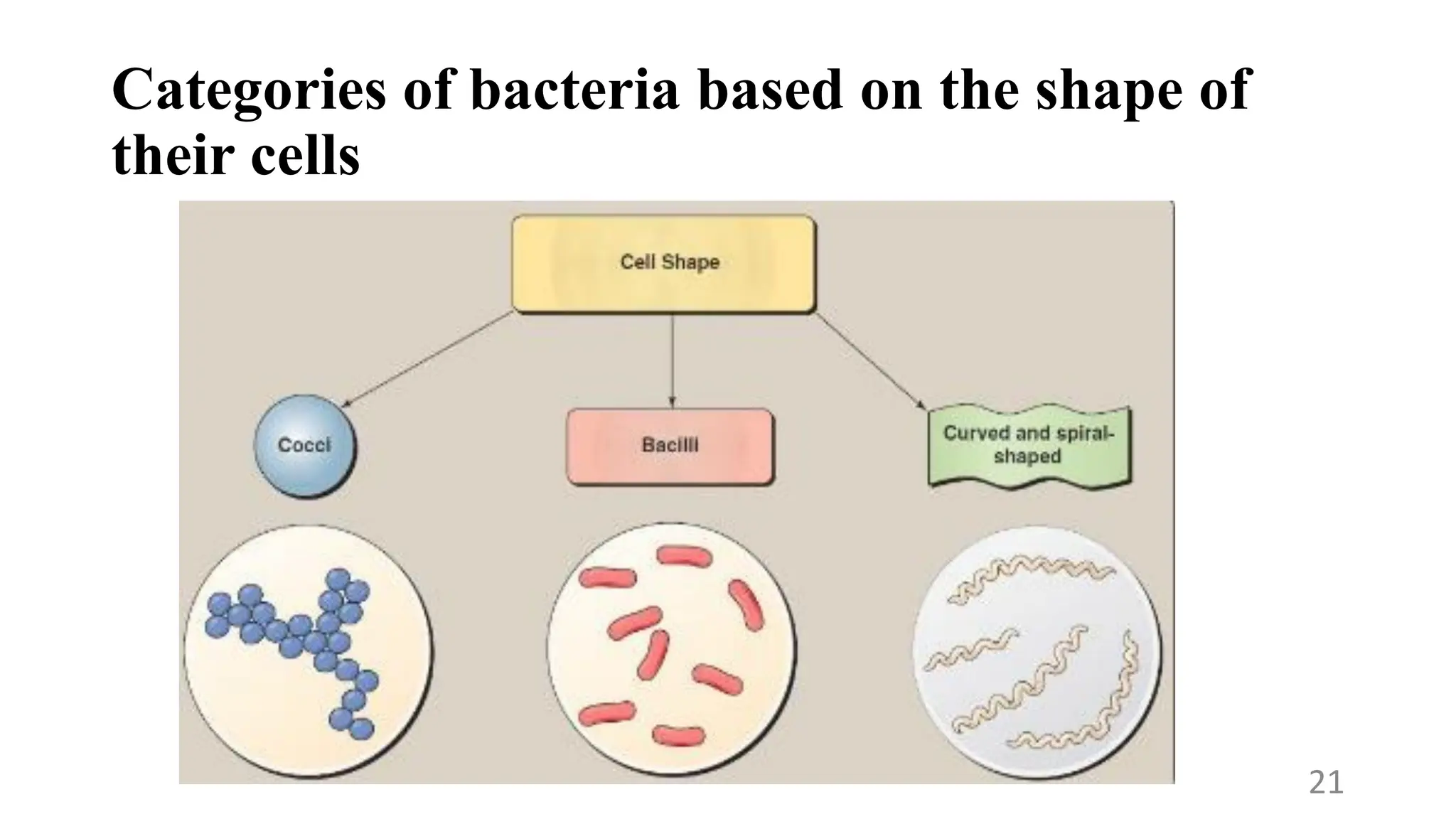Categories of bacteria based on the shape of
their cells
21
 