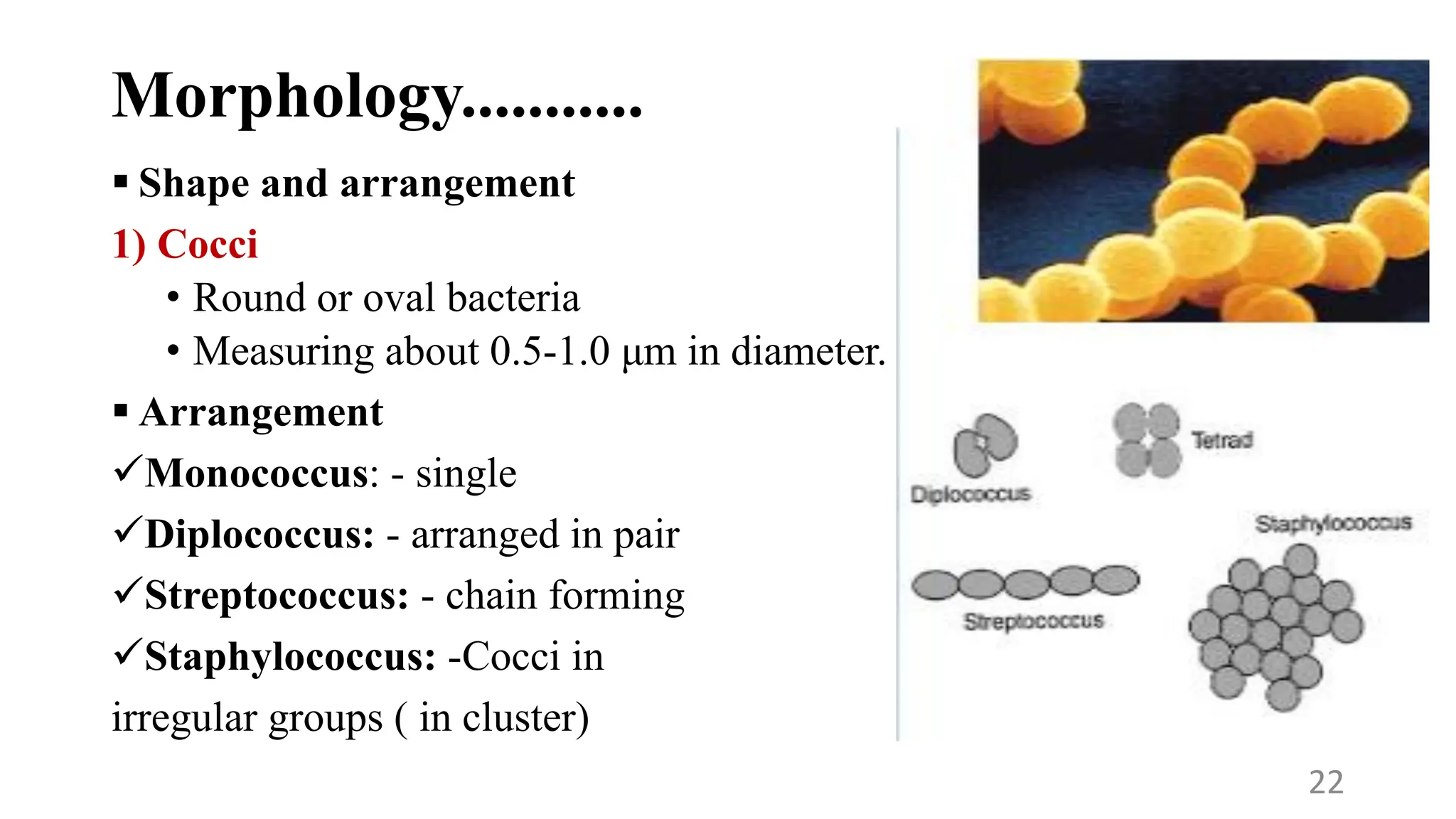 Morphology...........
 Shape and arrangement
1) Cocci
• Round or oval bacteria
• Measuring about 0.5-1.0 μm in diameter.
 Arrangement
Monococcus: - single
Diplococcus: - arranged in pair
Streptococcus: - chain forming
Staphylococcus: -Cocci in
irregular groups ( in cluster)
22
 