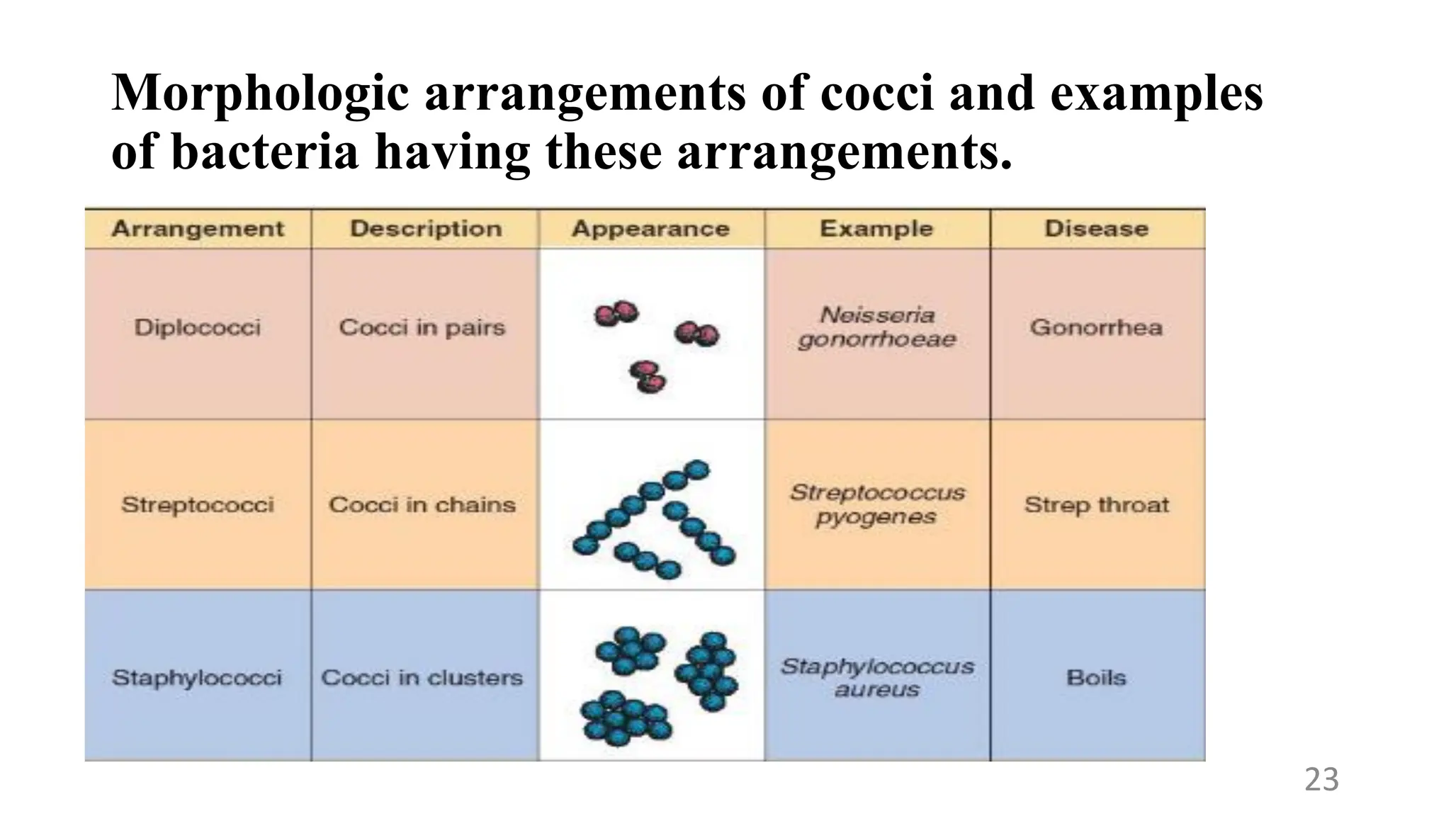 Morphologic arrangements of cocci and examples
of bacteria having these arrangements.
23
 