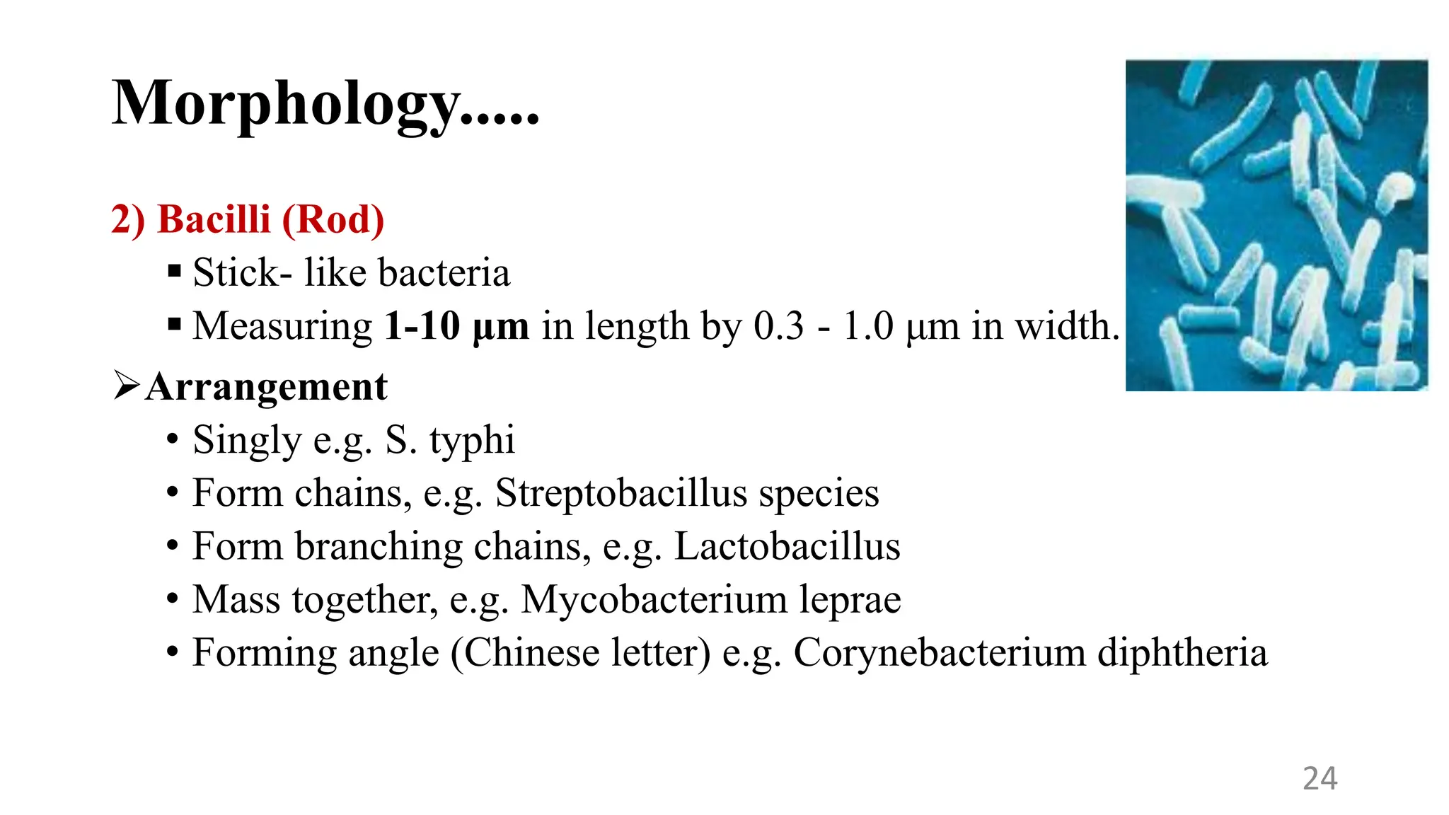 Morphology.....
2) Bacilli (Rod)
 Stick- like bacteria
 Measuring 1-10 μm in length by 0.3 - 1.0 μm in width.
Arrangement
• Singly e.g. S. typhi
• Form chains, e.g. Streptobacillus species
• Form branching chains, e.g. Lactobacillus
• Mass together, e.g. Mycobacterium leprae
• Forming angle (Chinese letter) e.g. Corynebacterium diphtheria
24
 