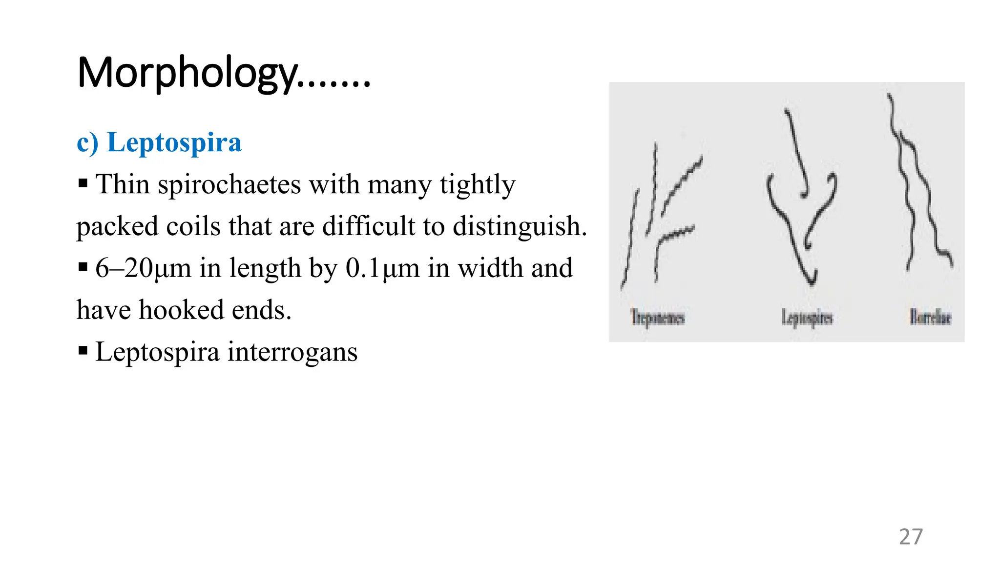 Morphology.......
c) Leptospira
 Thin spirochaetes with many tightly
packed coils that are difficult to distinguish.
 6–20μm in length by 0.1μm in width and
have hooked ends.
 Leptospira interrogans
27
 