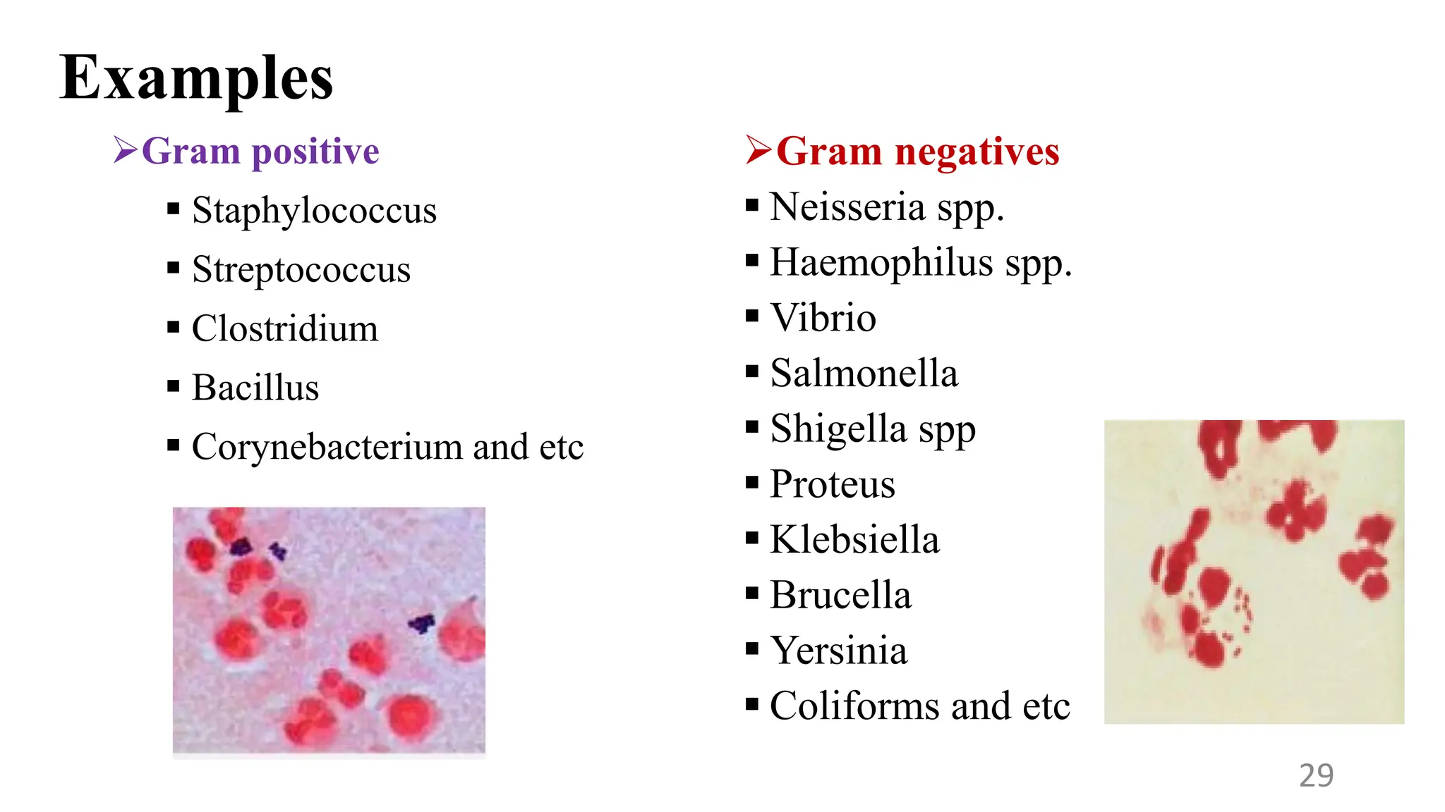 Examples
Gram positive
 Staphylococcus
 Streptococcus
 Clostridium
 Bacillus
 Corynebacterium and etc
Gram negatives
 Neisseria spp.
 Haemophilus spp.
 Vibrio
 Salmonella
 Shigella spp
 Proteus
 Klebsiella
 Brucella
 Yersinia
 Coliforms and etc
29
 