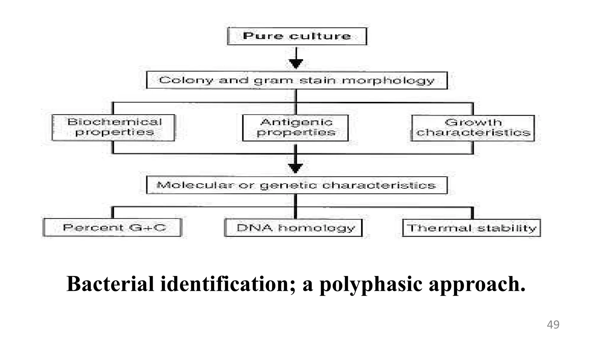 Bacterial identification; a polyphasic approach.
49
 