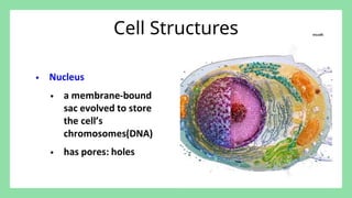 Comprehensive Overview of Prokaryotic and Eukaryotic Cells: Structure ...