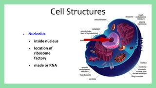 Comprehensive Overview of Prokaryotic and Eukaryotic Cells: Structure ...