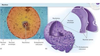 Comprehensive Overview of Prokaryotic and Eukaryotic Cells: Structure ...