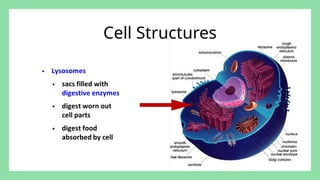 Comprehensive Overview of Prokaryotic and Eukaryotic Cells: Structure ...