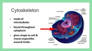 Comprehensive Overview of Prokaryotic and Eukaryotic Cells: Structure ...