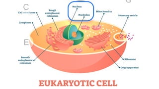 Comprehensive Overview of Prokaryotic and Eukaryotic Cells: Structure ...