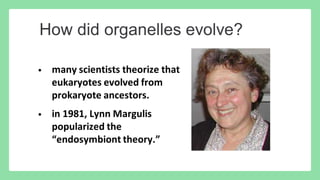 Comprehensive Overview of Prokaryotic and Eukaryotic Cells: Structure ...