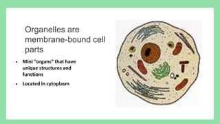 Comprehensive Overview of Prokaryotic and Eukaryotic Cells: Structure ...