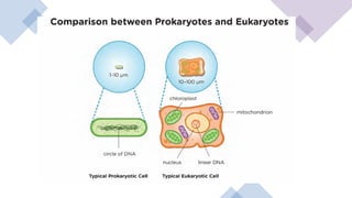 Comprehensive Overview of Prokaryotic and Eukaryotic Cells: Structure ...