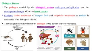 Sources and Transmission of Infection Disease | PPTX