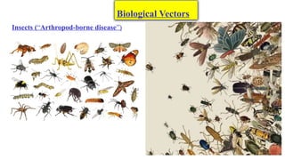 Insect Vectors Sources and Transmission of Infection Disease | PPTX