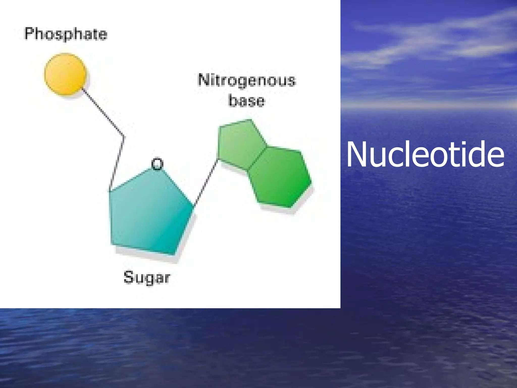 Nucleotide 