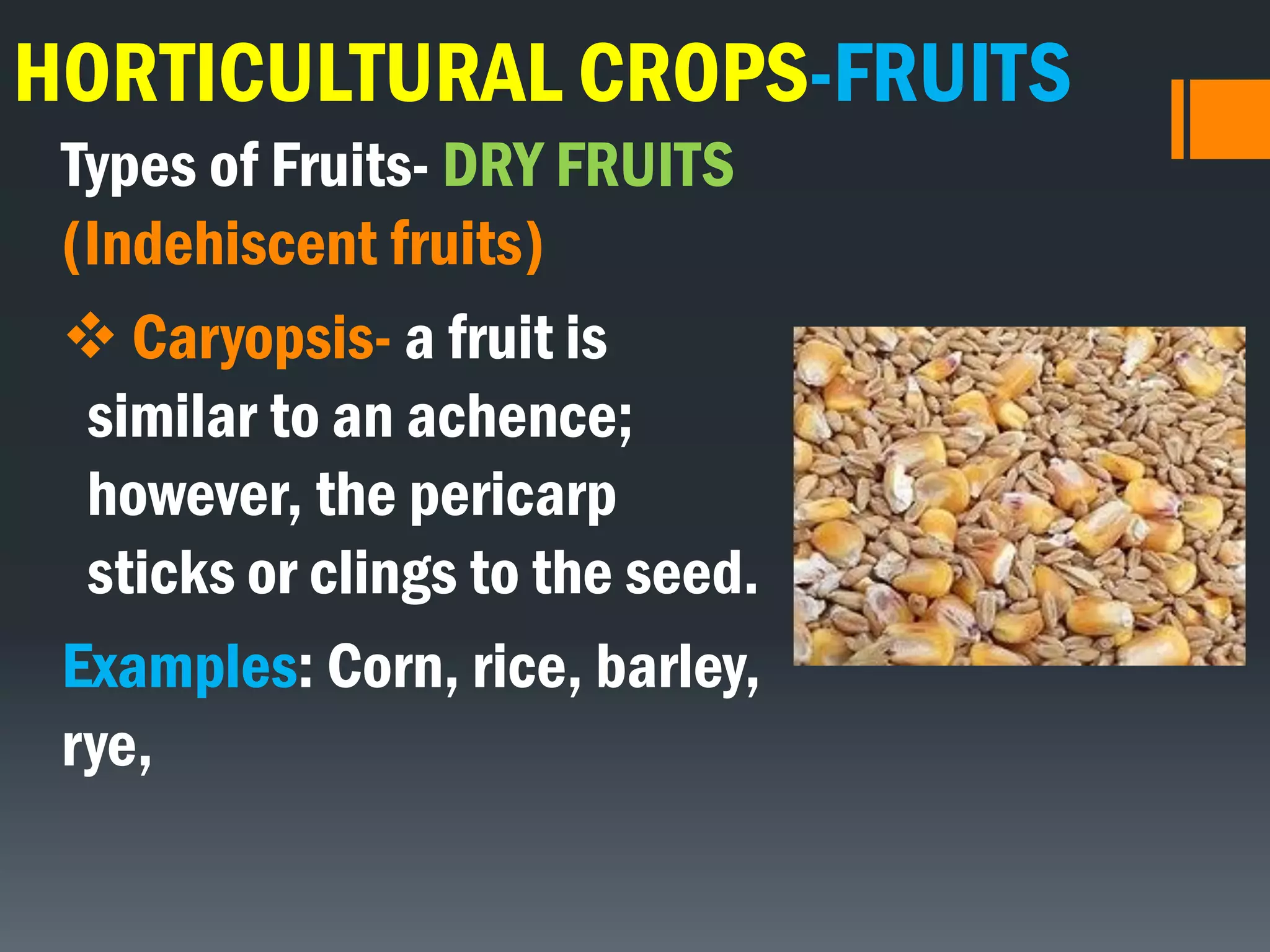 HORTICULTURAL CROPS-FRUITS
Types of Fruits- DRY FRUITS
(Indehiscent fruits)
 Caryopsis- a fruit is
similar to an achence;
however, the pericarp
sticks or clings to the seed.
Examples: Corn, rice, barley,
rye,
 