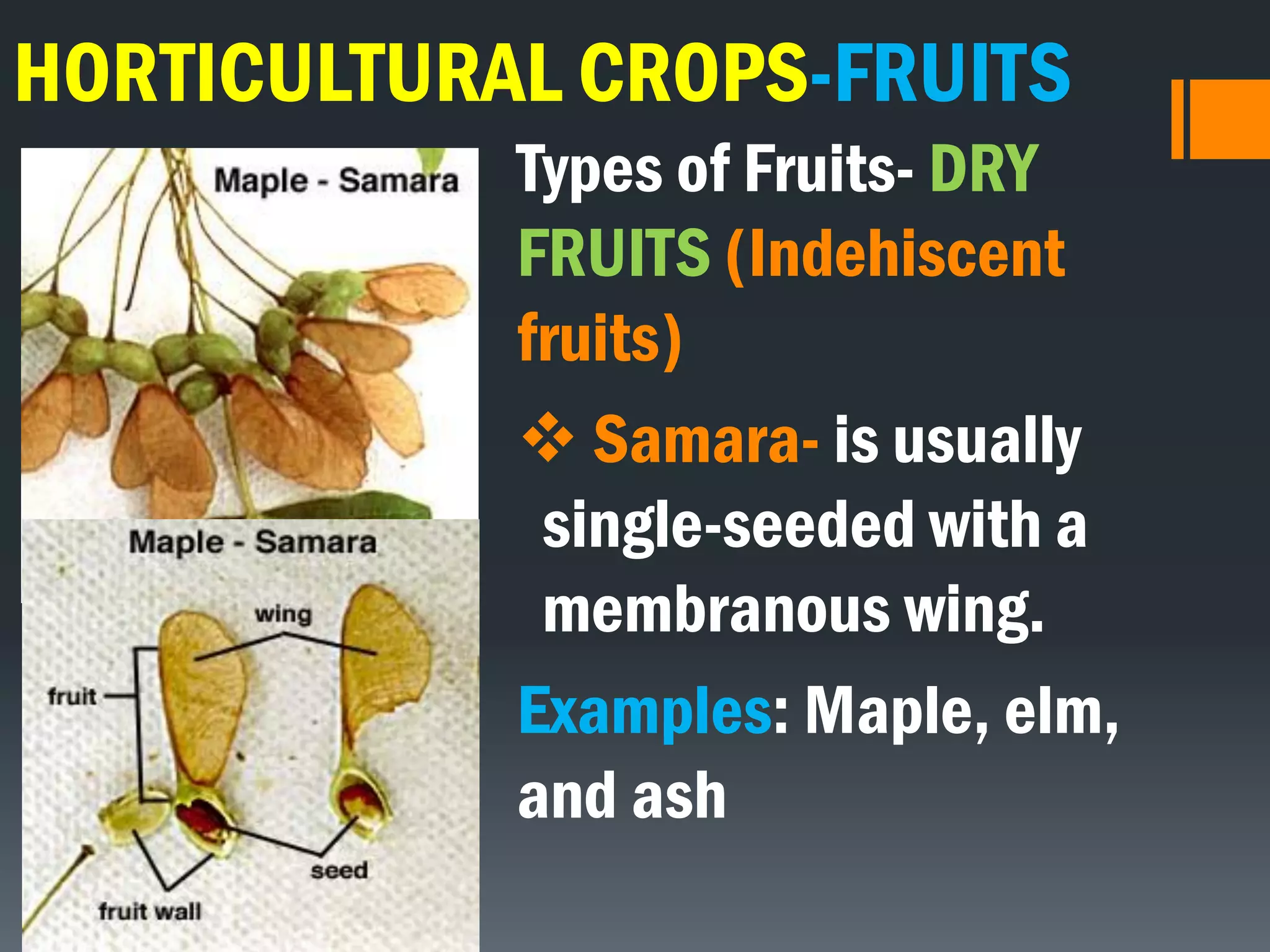 HORTICULTURAL CROPS-FRUITS
Types of Fruits- DRY
FRUITS (Indehiscent
fruits)
 Samara- is usually
single-seeded with a
membranous wing.
Examples: Maple, elm,
and ash
 