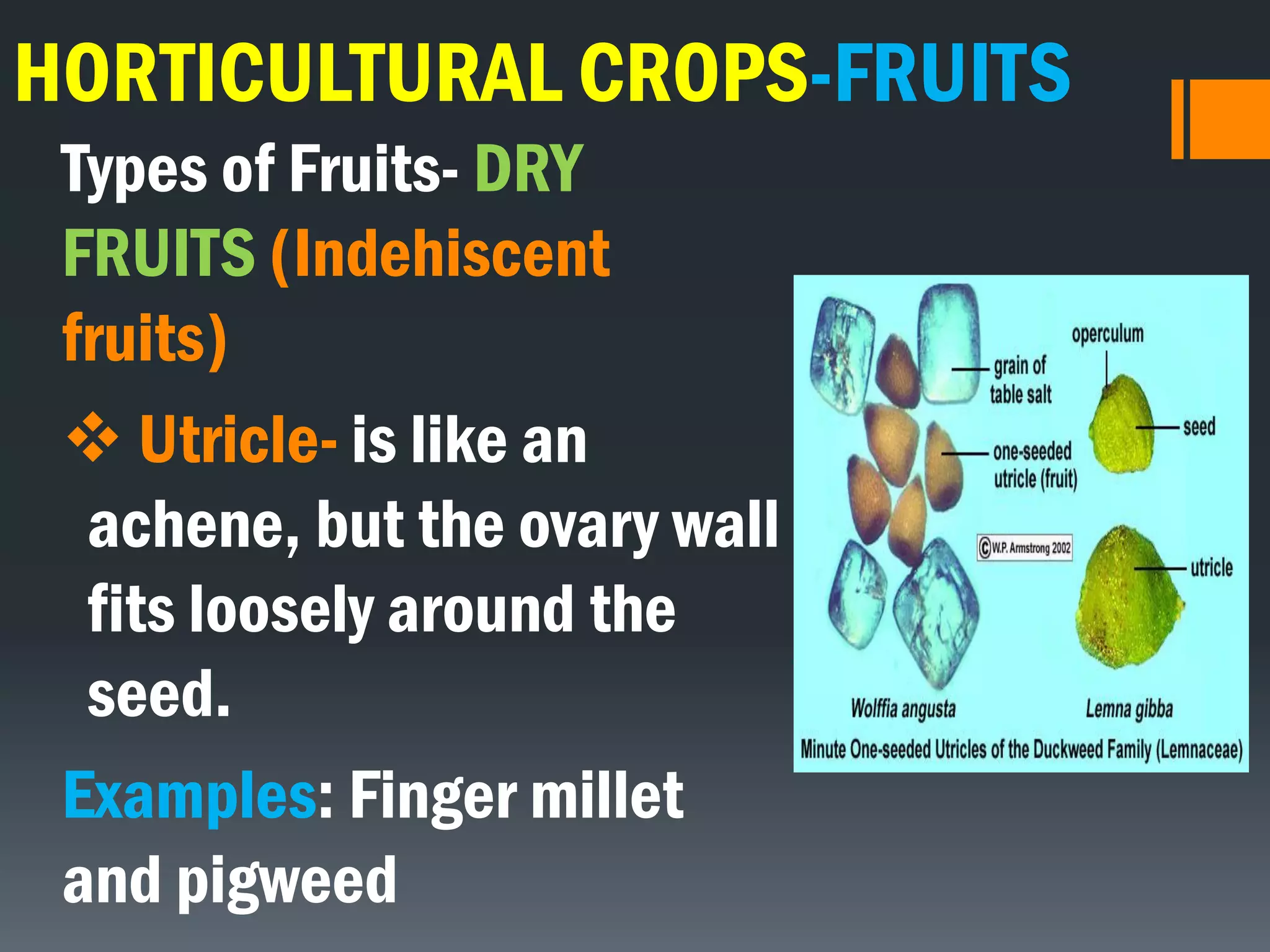 HORTICULTURAL CROPS-FRUITS
Types of Fruits- DRY
FRUITS (Indehiscent
fruits)
 Utricle- is like an
achene, but the ovary wall
fits loosely around the
seed.
Examples: Finger millet
and pigweed
 