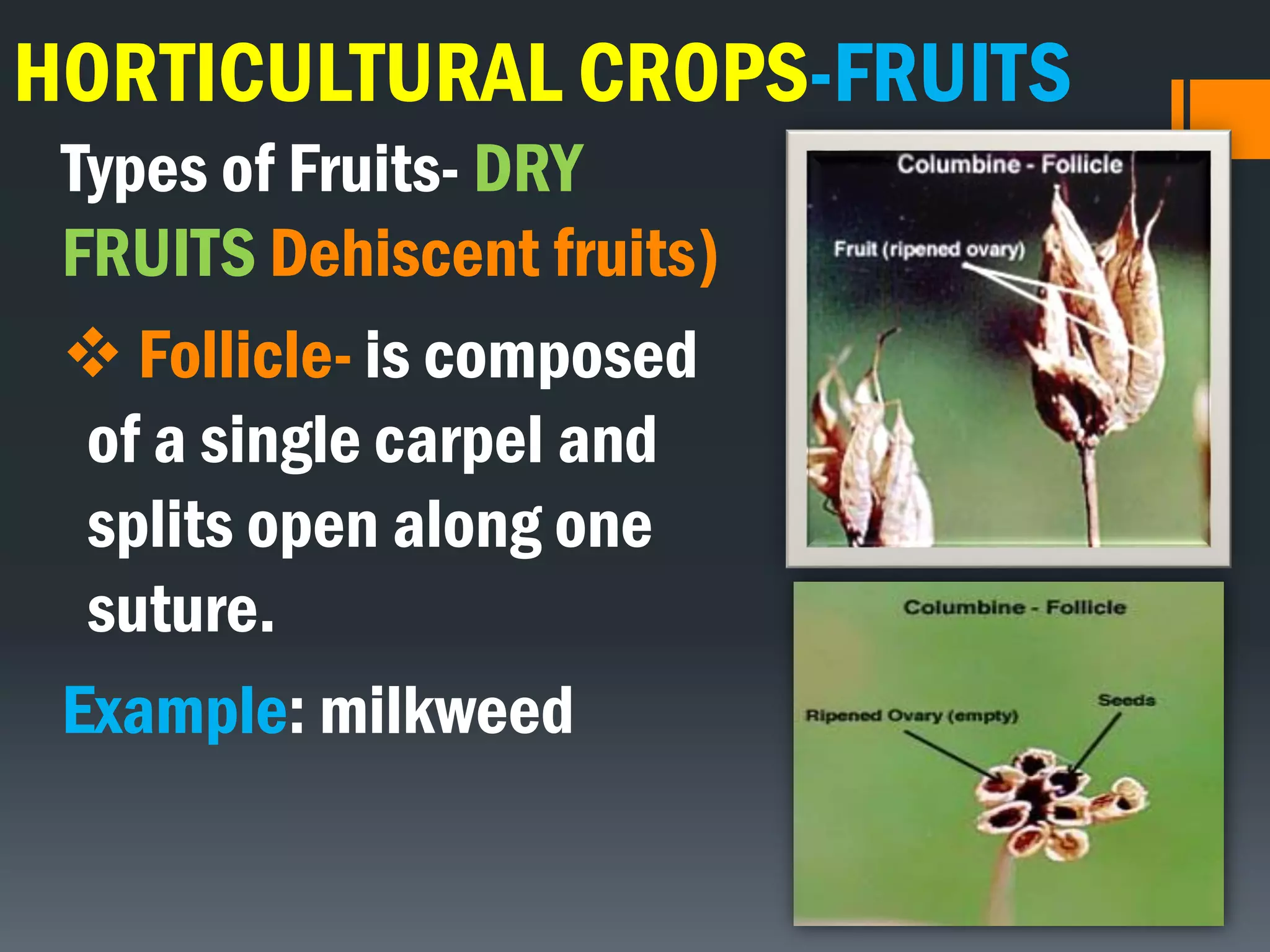 HORTICULTURAL CROPS-FRUITS
Types of Fruits- DRY
FRUITS Dehiscent fruits)
 Follicle- is composed
of a single carpel and
splits open along one
suture.
Example: milkweed
 
