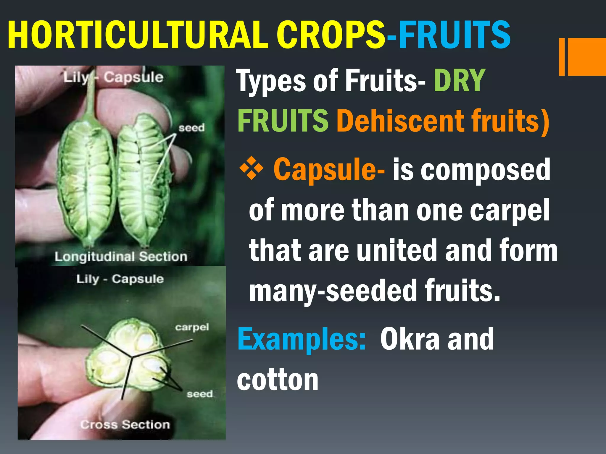 HORTICULTURAL CROPS-FRUITS
Types of Fruits- DRY
FRUITS Dehiscent fruits)
 Capsule- is composed
of more than one carpel
that are united and form
many-seeded fruits.
Examples: Okra and
cotton
 