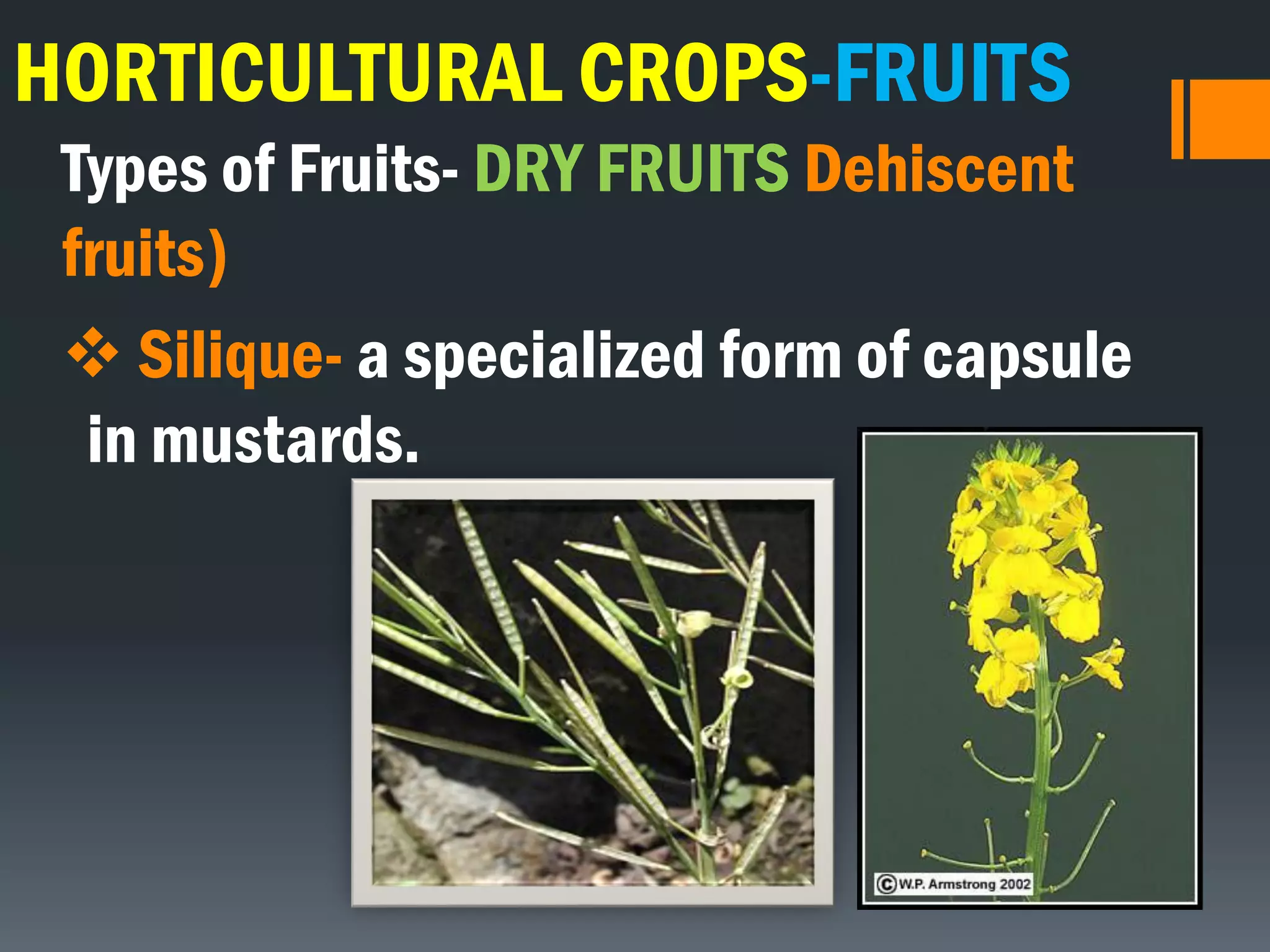 HORTICULTURAL CROPS-FRUITS
Types of Fruits- DRY FRUITS Dehiscent
fruits)
 Silique- a specialized form of capsule
in mustards.
 
