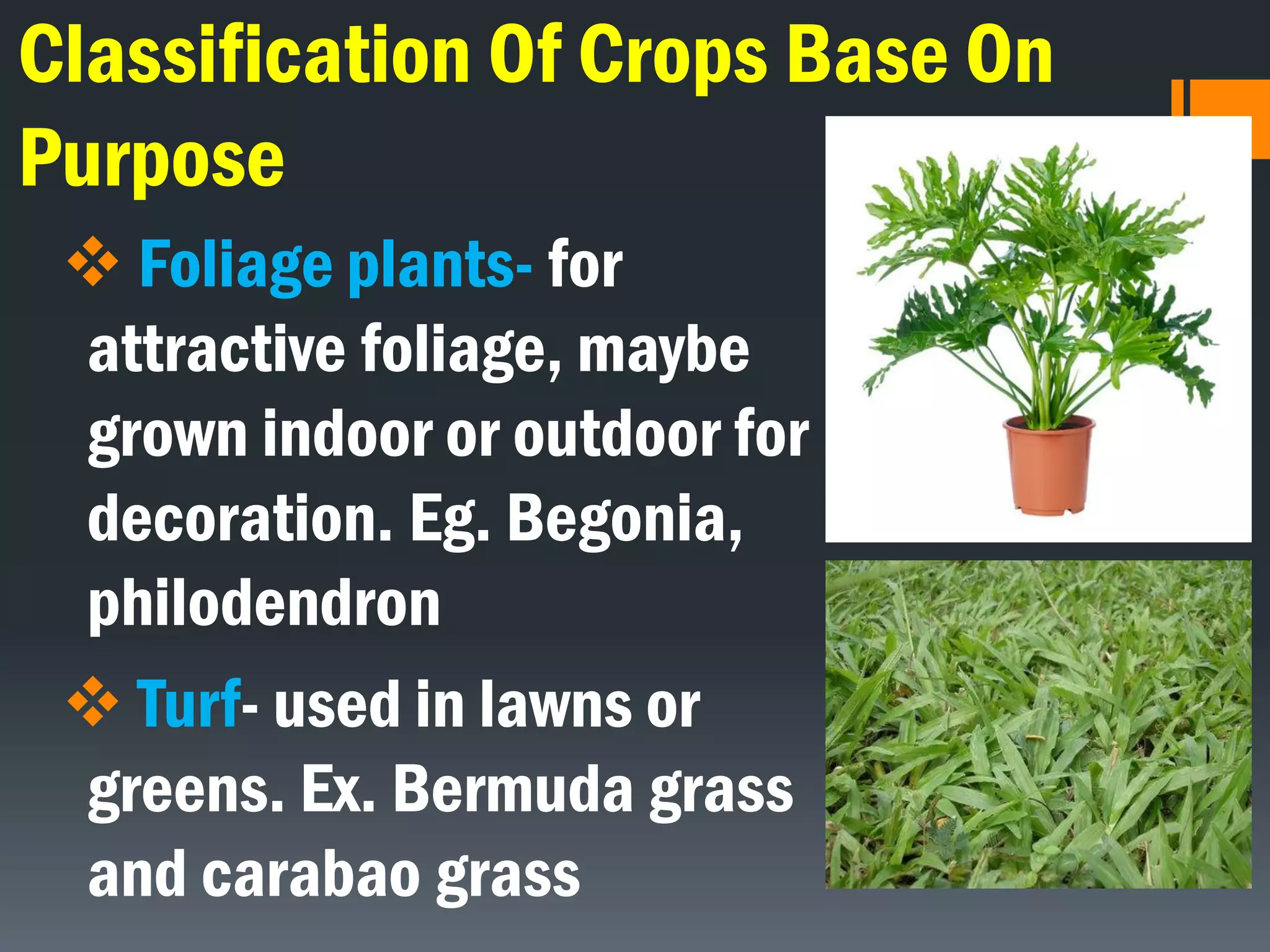 Classification Of Crops Base On
Purpose
 Foliage plants- for
attractive foliage, maybe
grown indoor or outdoor for
decoration. Eg. Begonia,
philodendron
 Turf- used in lawns or
greens. Ex. Bermuda grass
and carabao grass
 