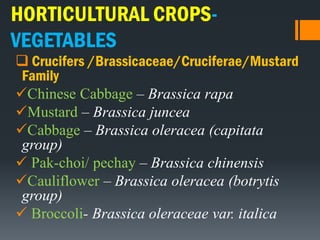 HORTICULTURAL CROPS-
VEGETABLES
 Crucifers /Brassicaceae/Cruciferae/Mustard
Family
Chinese Cabbage – Brassica rapa
Mustard – Brassica juncea
Cabbage – Brassica oleracea (capitata
group)
 Pak-choi/ pechay – Brassica chinensis
Cauliflower – Brassica oleracea (botrytis
group)
 Broccoli- Brassica oleraceae var. italica
 