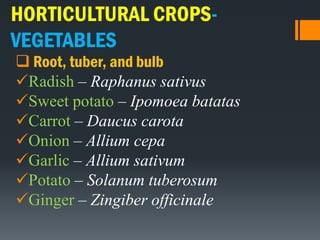 HORTICULTURAL CROPS-
VEGETABLES
 Root, tuber, and bulb
Radish – Raphanus sativus
Sweet potato – Ipomoea batatas
Carrot – Daucus carota
Onion – Allium cepa
Garlic – Allium sativum
Potato – Solanum tuberosum
Ginger – Zingiber officinale
 