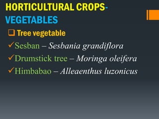 HORTICULTURAL CROPS-
VEGETABLES
 Tree vegetable
Sesban – Sesbania grandiflora
Drumstick tree – Moringa oleifera
Himbabao – Alleaenthus luzonicus
 