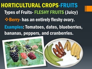 HORTICULTURAL CROPS-FRUITS
Types of Fruits- FLESHY FRUITS (Juicy)
Berry- has an entirely fleshy ovary.
Examples: Tomatoes, dates, blueberries,
bananas, peppers, and cranberries.
 