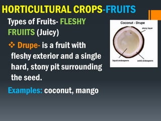 HORTICULTURAL CROPS-FRUITS
Types of Fruits- FLESHY
FRUIITS (Juicy)
 Drupe- is a fruit with
fleshy exterior and a single
hard, stony pit surrounding
the seed.
Examples: coconut, mango
 