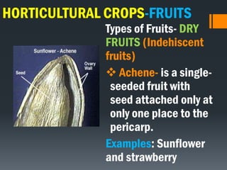 HORTICULTURAL CROPS-FRUITS
Types of Fruits- DRY
FRUITS (Indehiscent
fruits)
 Achene- is a single-
seeded fruit with
seed attached only at
only one place to the
pericarp.
Examples: Sunflower
and strawberry
 