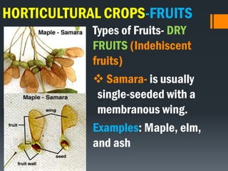 HORTICULTURAL CROPS-FRUITS
Types of Fruits- DRY
FRUITS (Indehiscent
fruits)
 Samara- is usually
single-seeded with a
membranous wing.
Examples: Maple, elm,
and ash
 