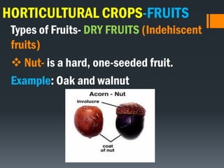 HORTICULTURAL CROPS-FRUITS
Types of Fruits- DRY FRUITS (Indehiscent
fruits)
 Nut- is a hard, one-seeded fruit.
Example: Oak and walnut
 
