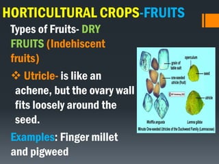 HORTICULTURAL CROPS-FRUITS
Types of Fruits- DRY
FRUITS (Indehiscent
fruits)
 Utricle- is like an
achene, but the ovary wall
fits loosely around the
seed.
Examples: Finger millet
and pigweed
 