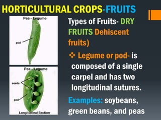 HORTICULTURAL CROPS-FRUITS
Types of Fruits- DRY
FRUITS Dehiscent
fruits)
 Legume or pod- is
composed of a single
carpel and has two
longitudinal sutures.
Examples: soybeans,
green beans, and peas
 